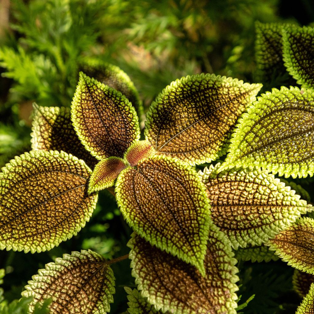 Pilea ovalis Moon Valley