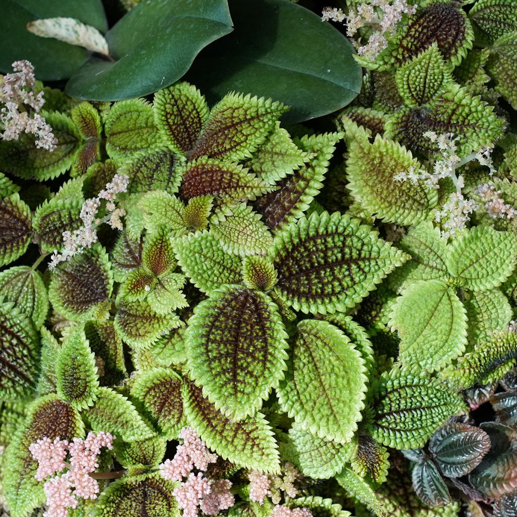 Pilea ovalis Moon Valley