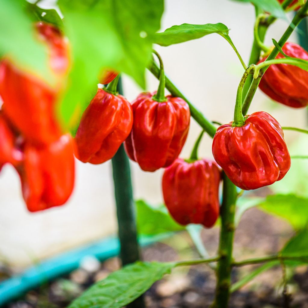 Chilli Pepper Habanero