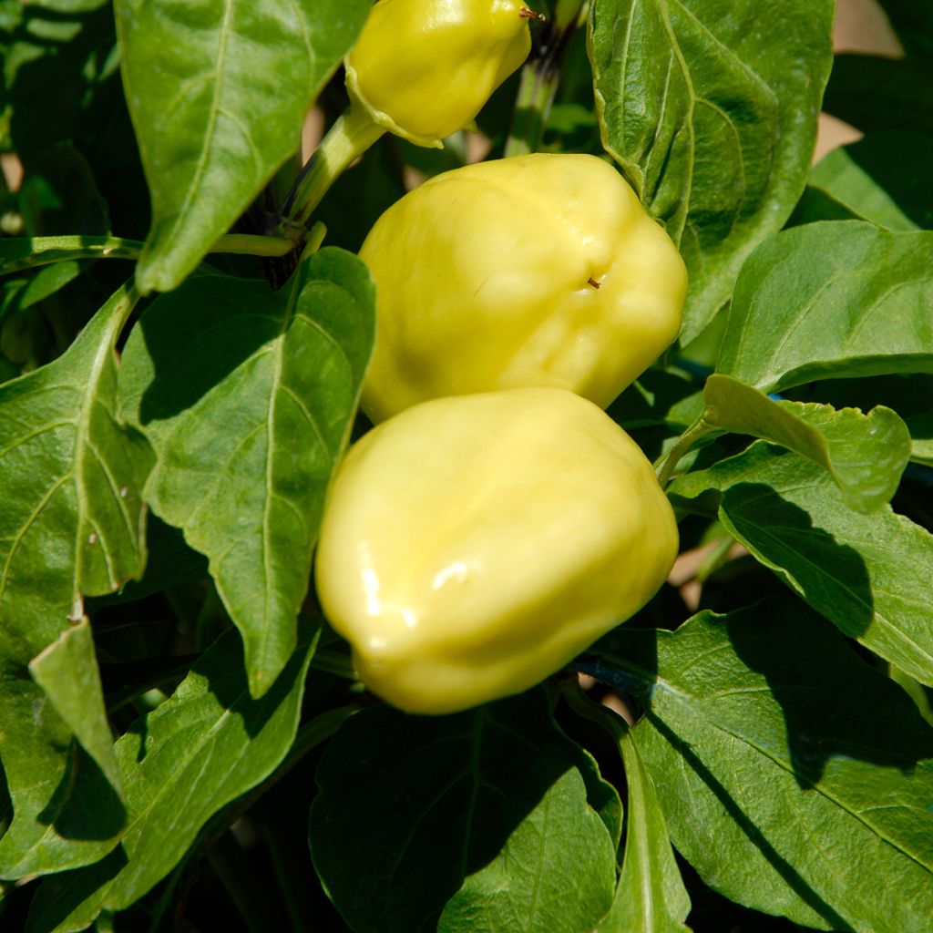 Sweet Pepper Petit Marseillais