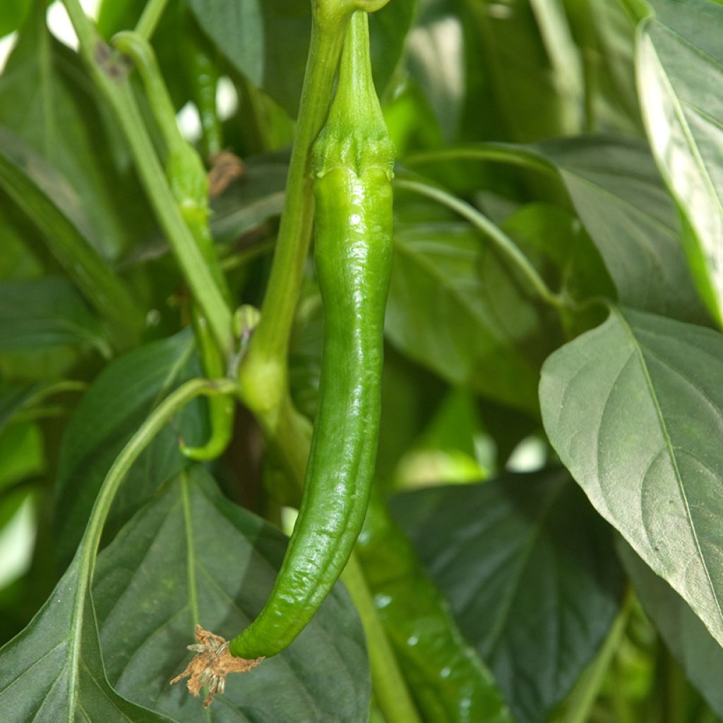 Sweet Pepper Doux des Landes