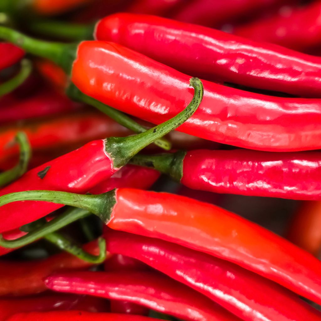 Sweet pepper Très Long des Landes plants - Capsicum annuum