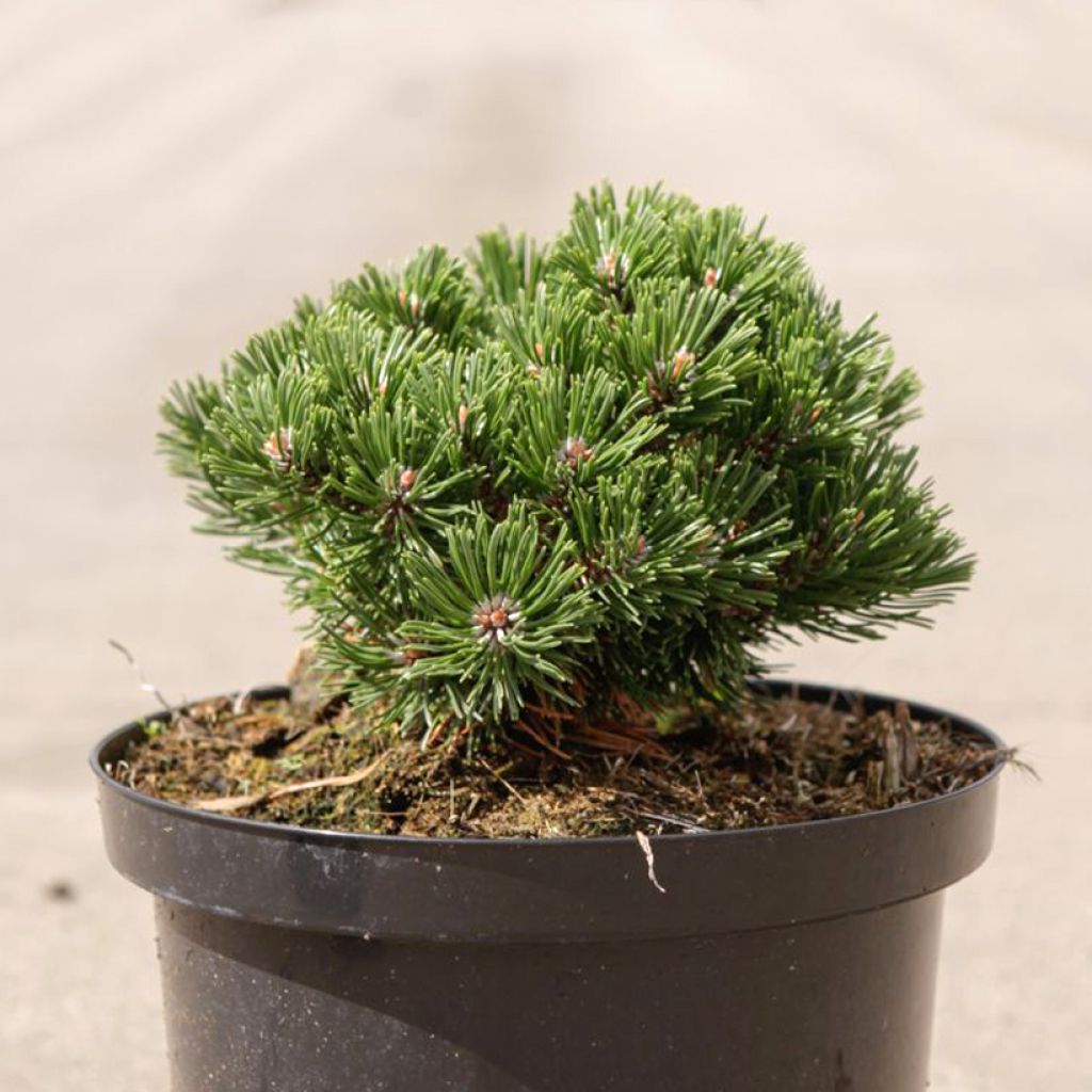 Pinus mugo Sherwood Compact
