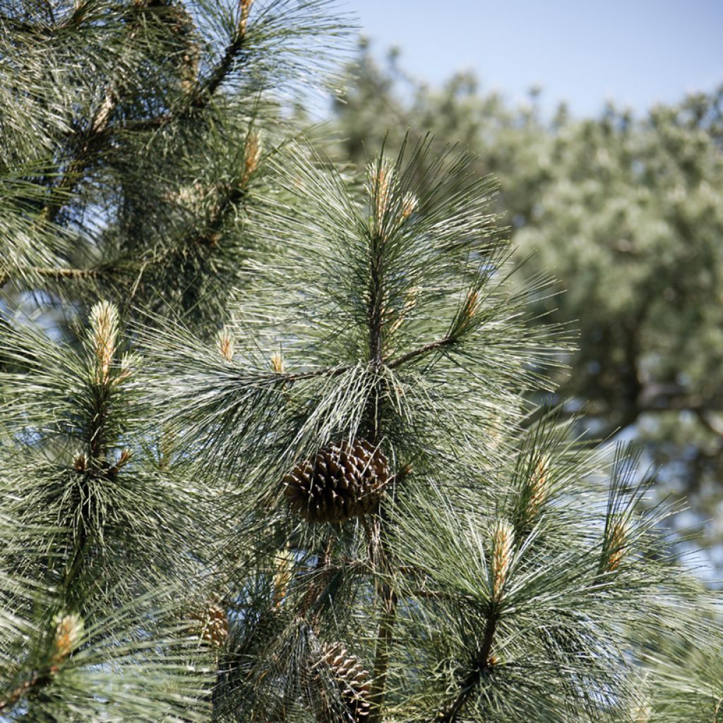 Pinus jeffreyi - Jeffrey's pine