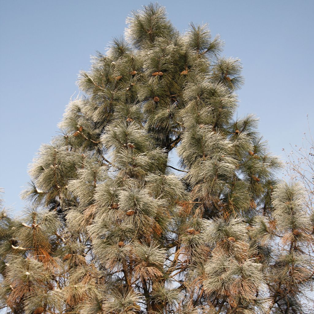 Pinus jeffreyi - Jeffrey's pine