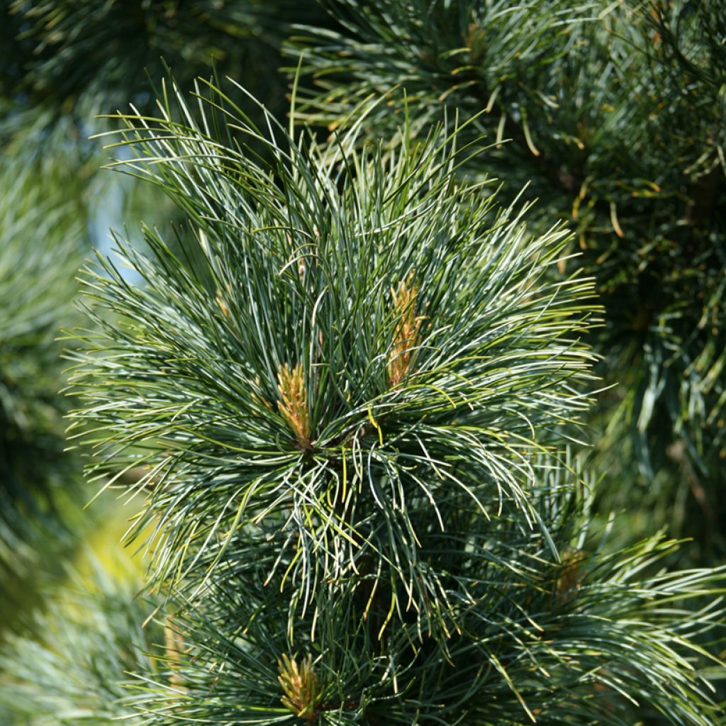 Pinus koraiensis Silveray - Korean white pine