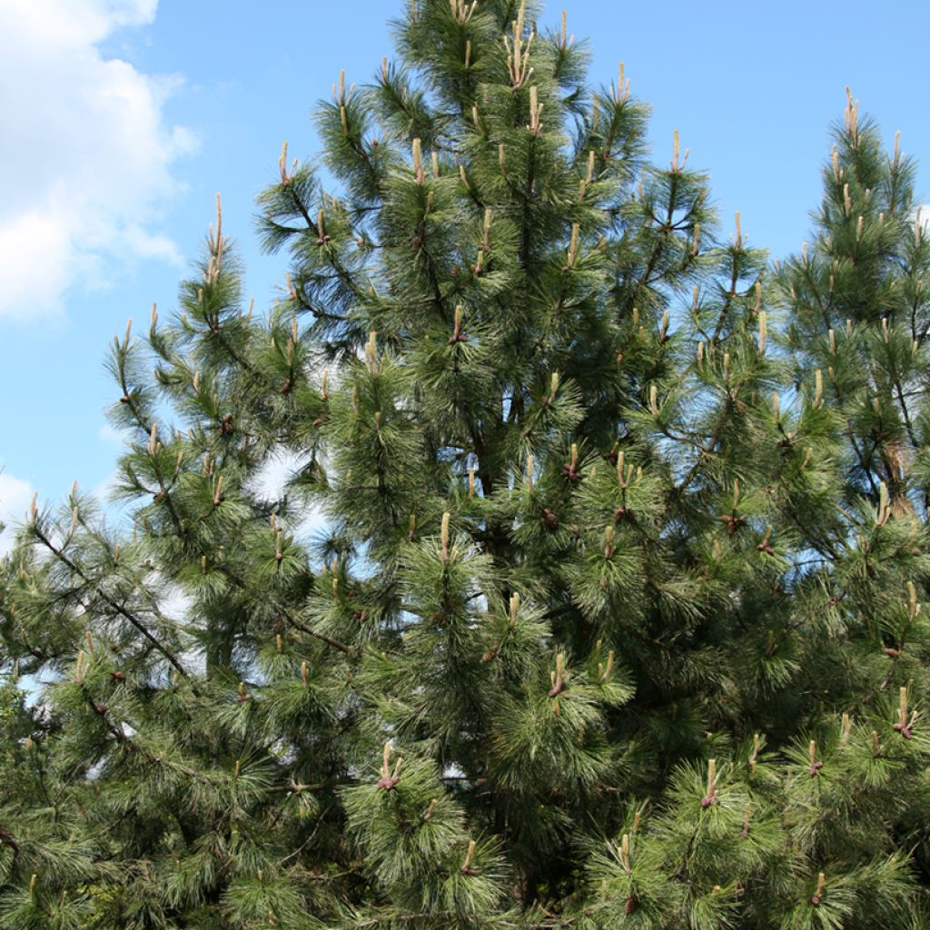 Ponderosa pine - Pinus ponderosa