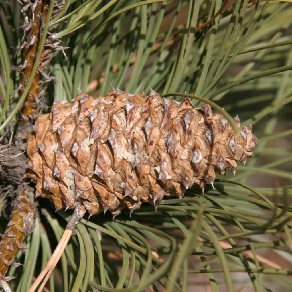 Ponderosa pine - Pinus ponderosa