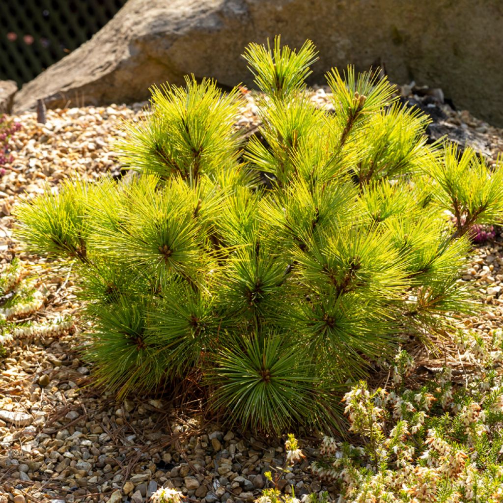 Pinus strobus Radiata - Eastern White Pine