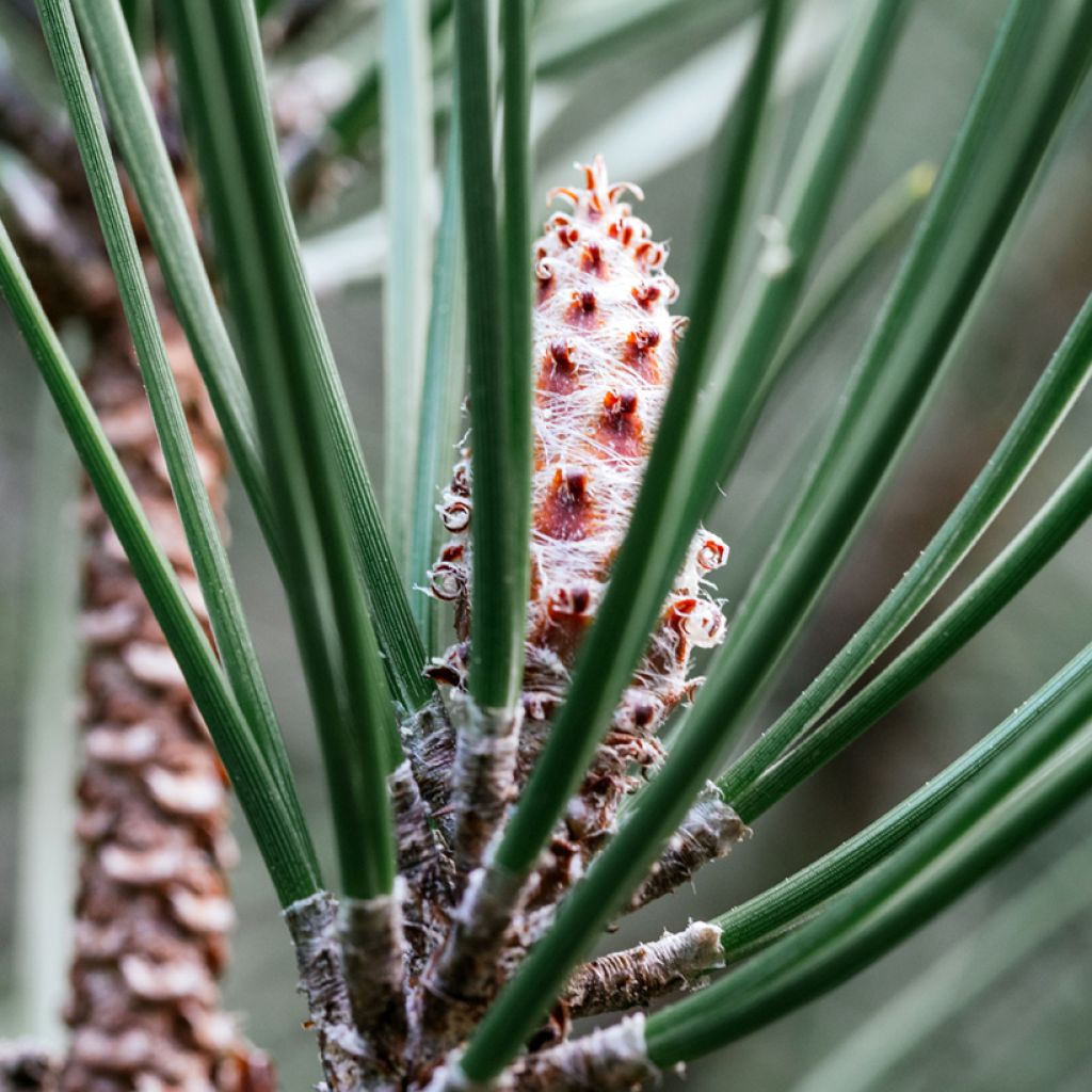Pinus strobus Radiata - Eastern White Pine