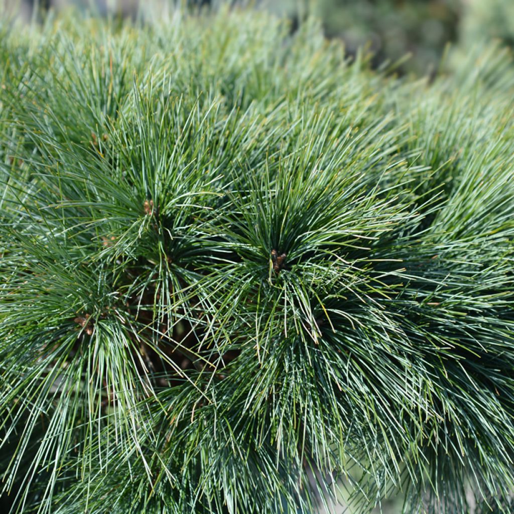 Pinus strobus Radiata - Eastern White Pine