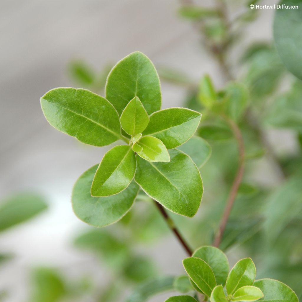 Pittosporum tenuifolium Irish Luck - Kohuhu