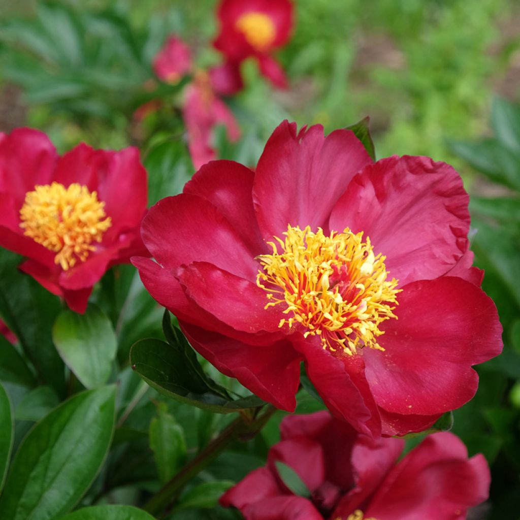 Paeonia peregrina lactiflora Blaze