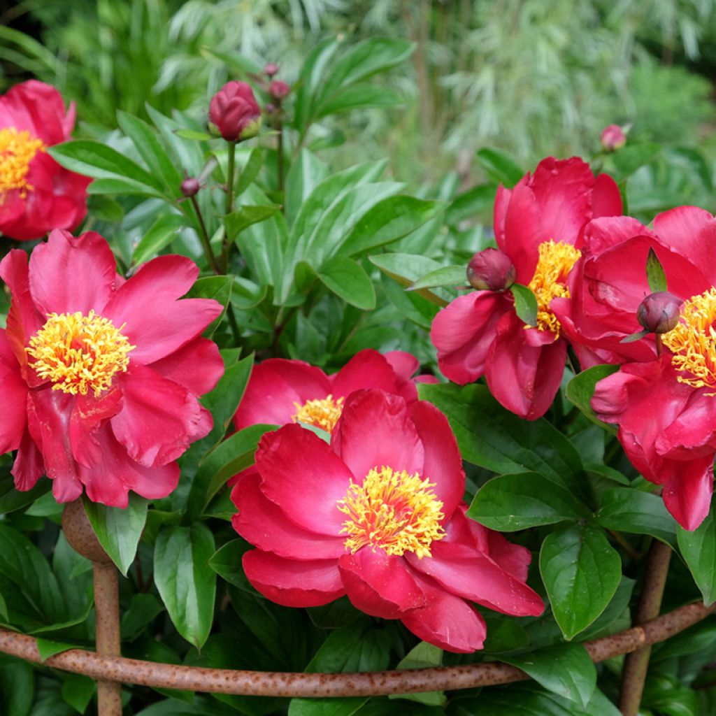 Paeonia peregrina lactiflora Blaze