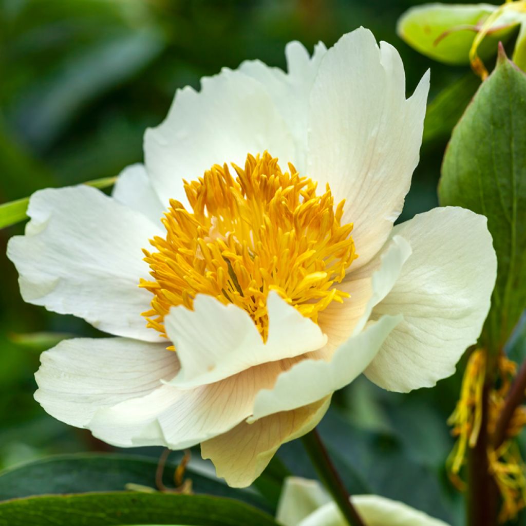 Paeonia lactiflora Claire de Lune