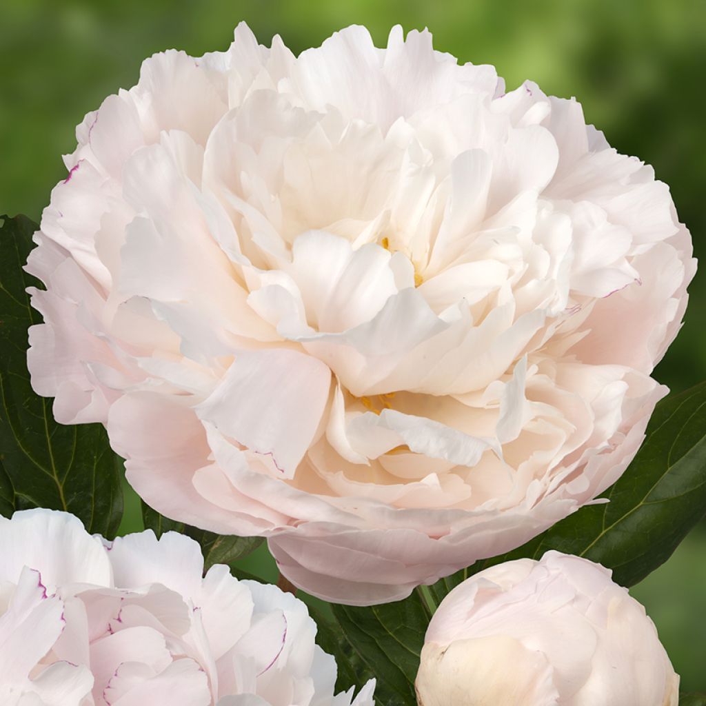 Paeonia x lactiflora Dynasty - Chinese Peony