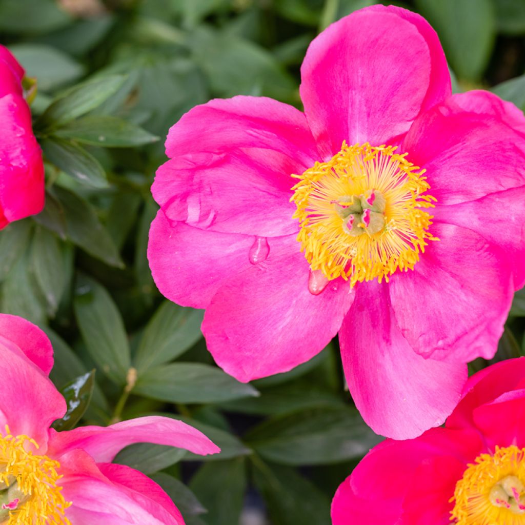 Paeonia lactiflora peregrina Flame