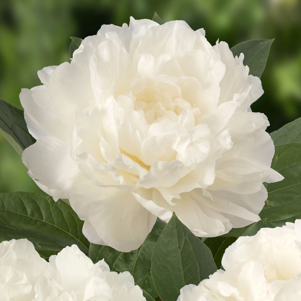 Paeonia x lactiflora Fringed Ivory - Chinese Peony