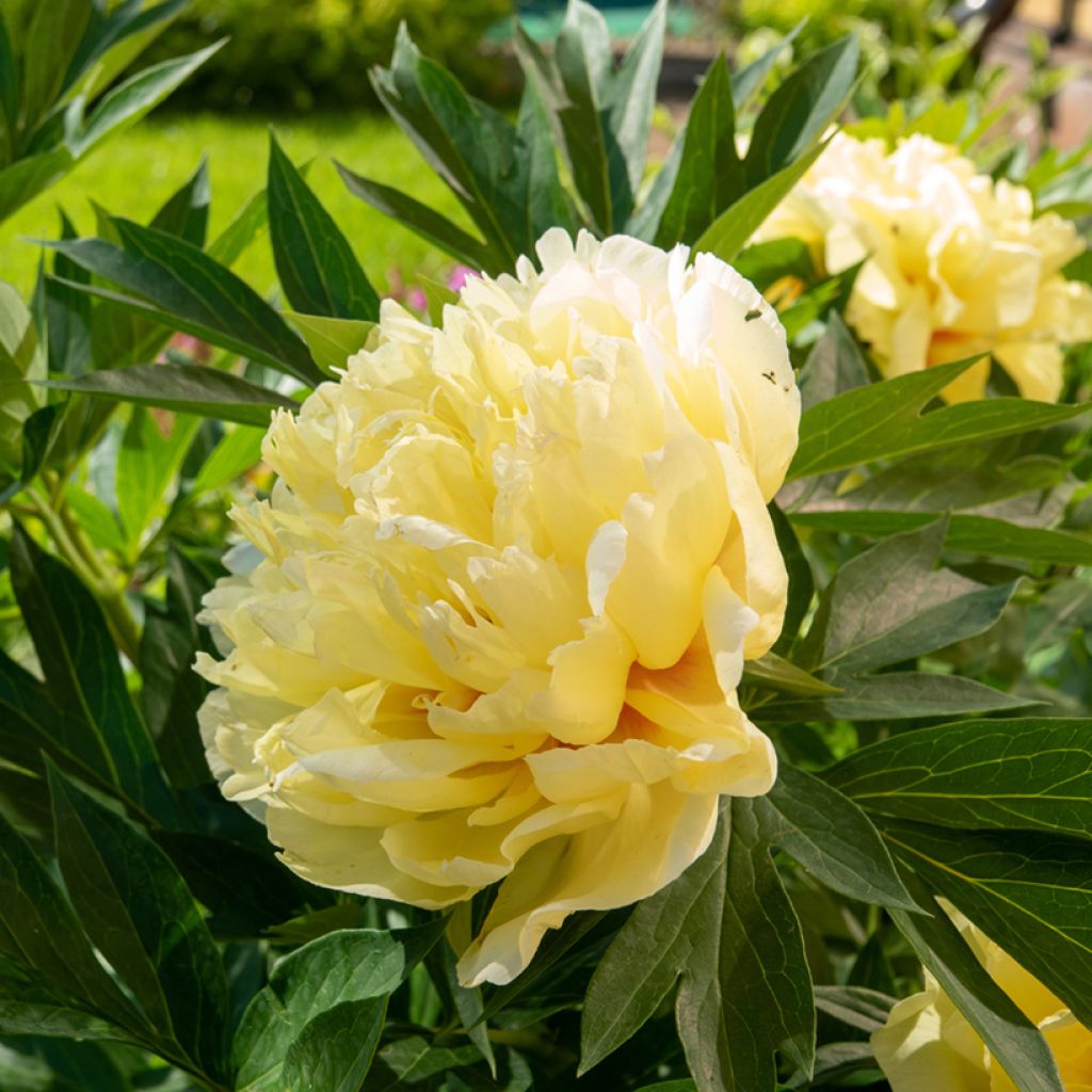 Paeonia Itoh Bartzella - Itoh Peony