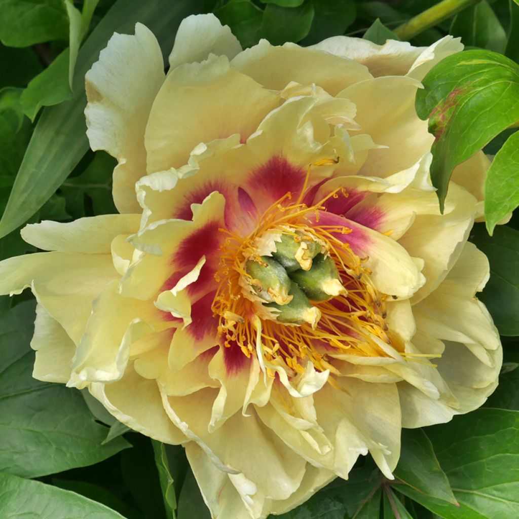 Paeonia Itoh Garden Treasure