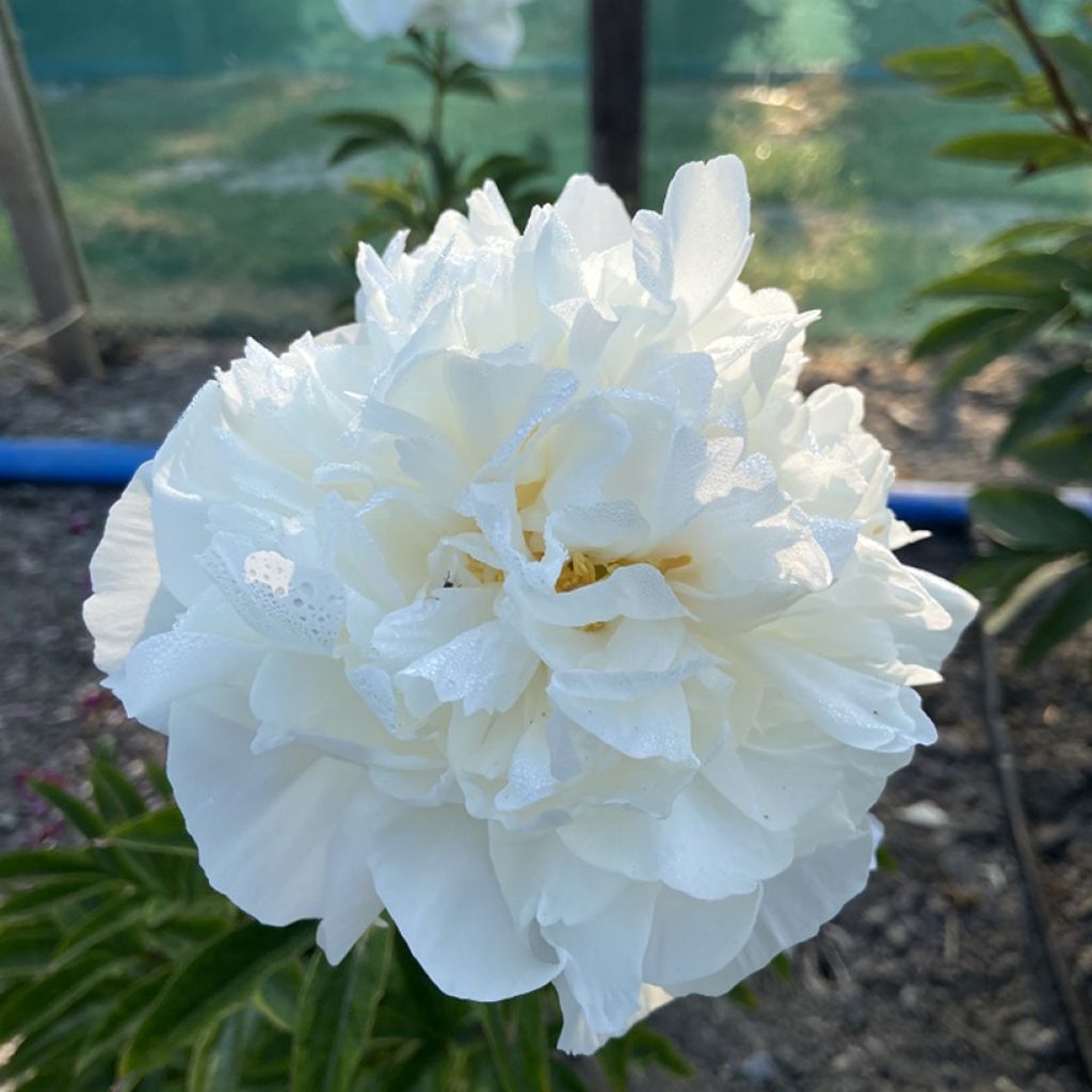 Paeonia x lactiflora Mistress - Chinese Peony