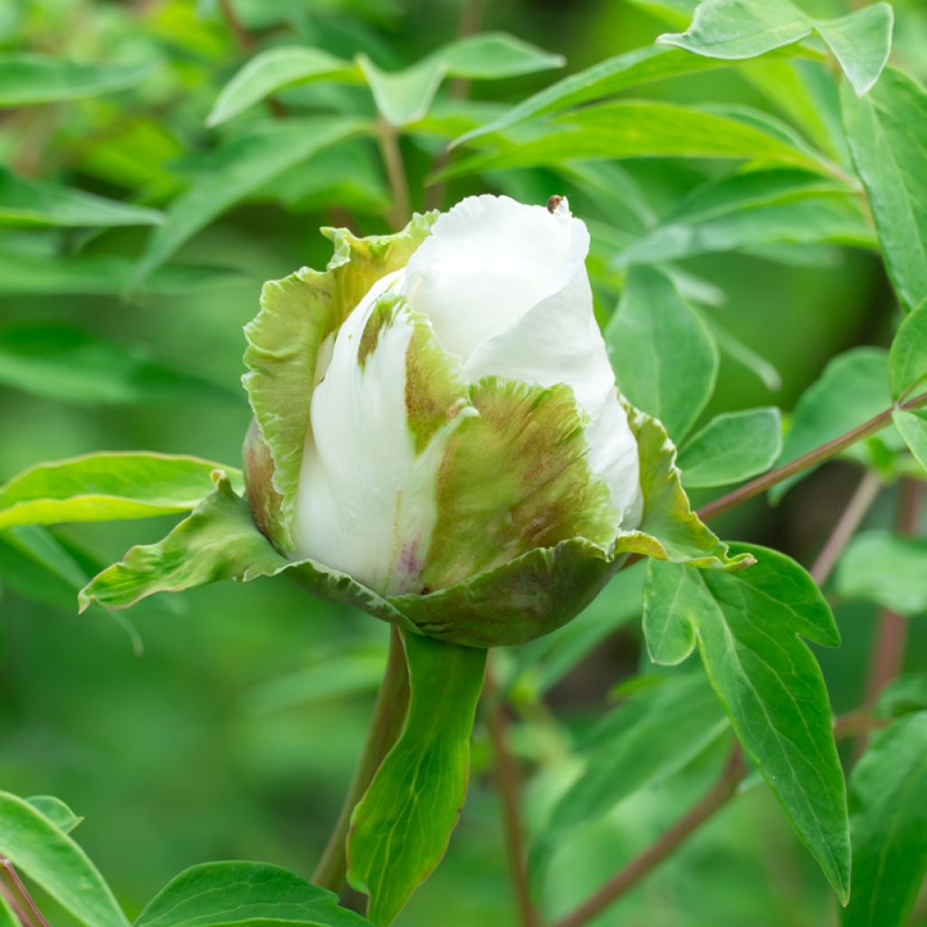 Paeonia ostii Feng Dan Bai - Tree Peony