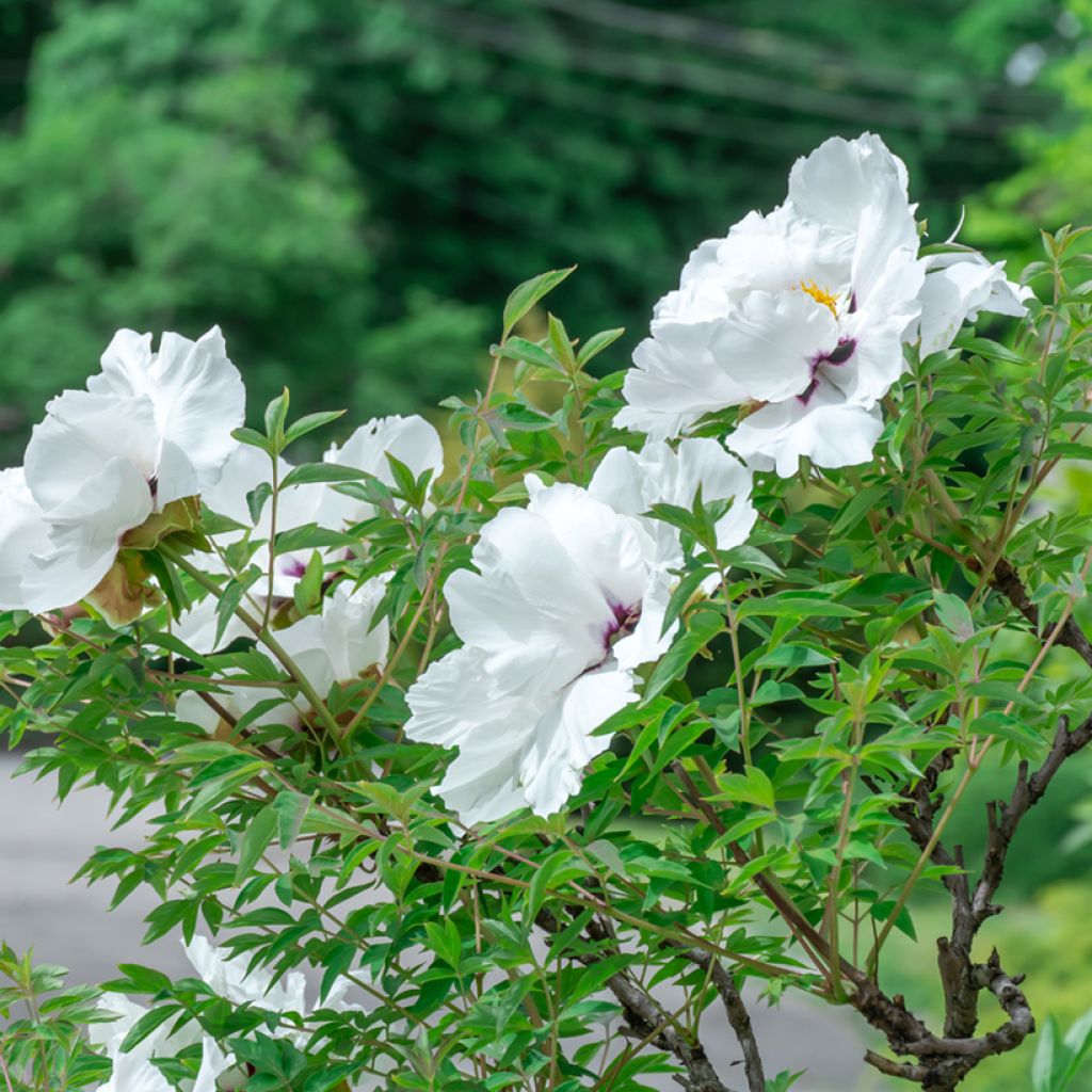 Paeonia ostii Feng Dan Bai - Tree Peony