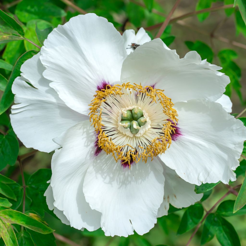 Paeonia ostii Feng Dan Bai - Tree Peony