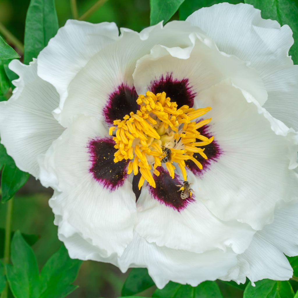 Paeonia ostii Feng Dan Bai - Tree Peony