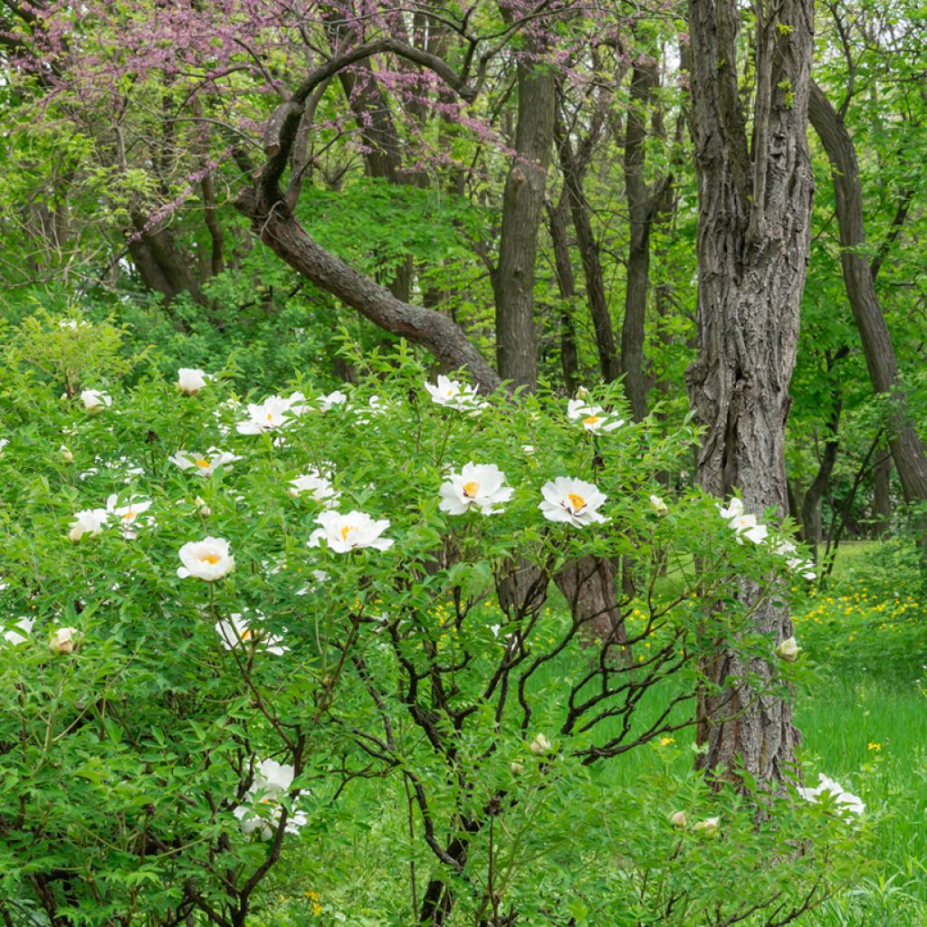 Paeonia ostii Feng Dan Bai - Tree Peony