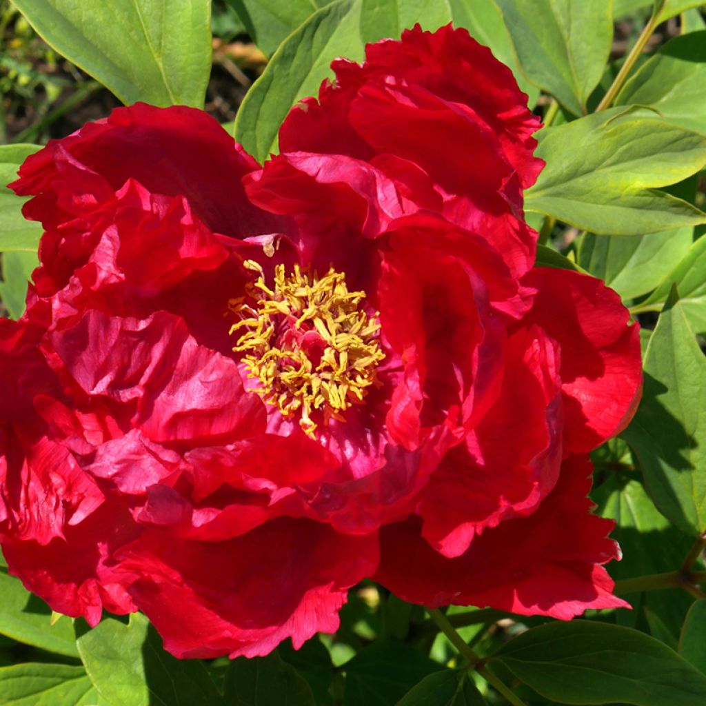 Paeonia suffruticosa Ri Yue Jin - Tree Peony