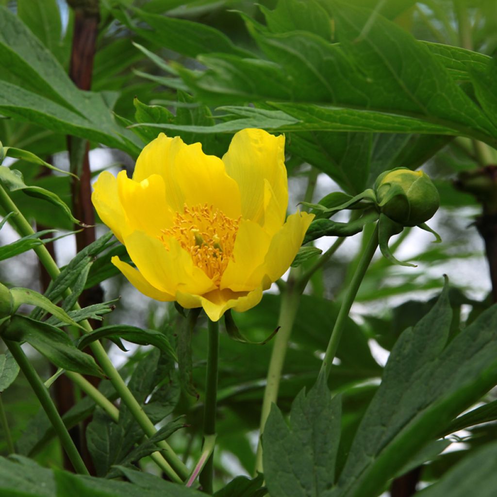 Paeonia delavayi var. lutea - Tree Peony