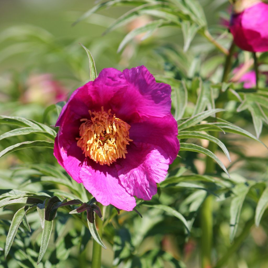 Paeonia anomala 