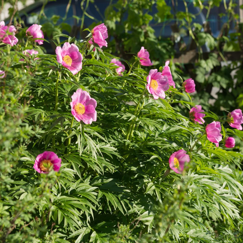 Paeonia anomala 