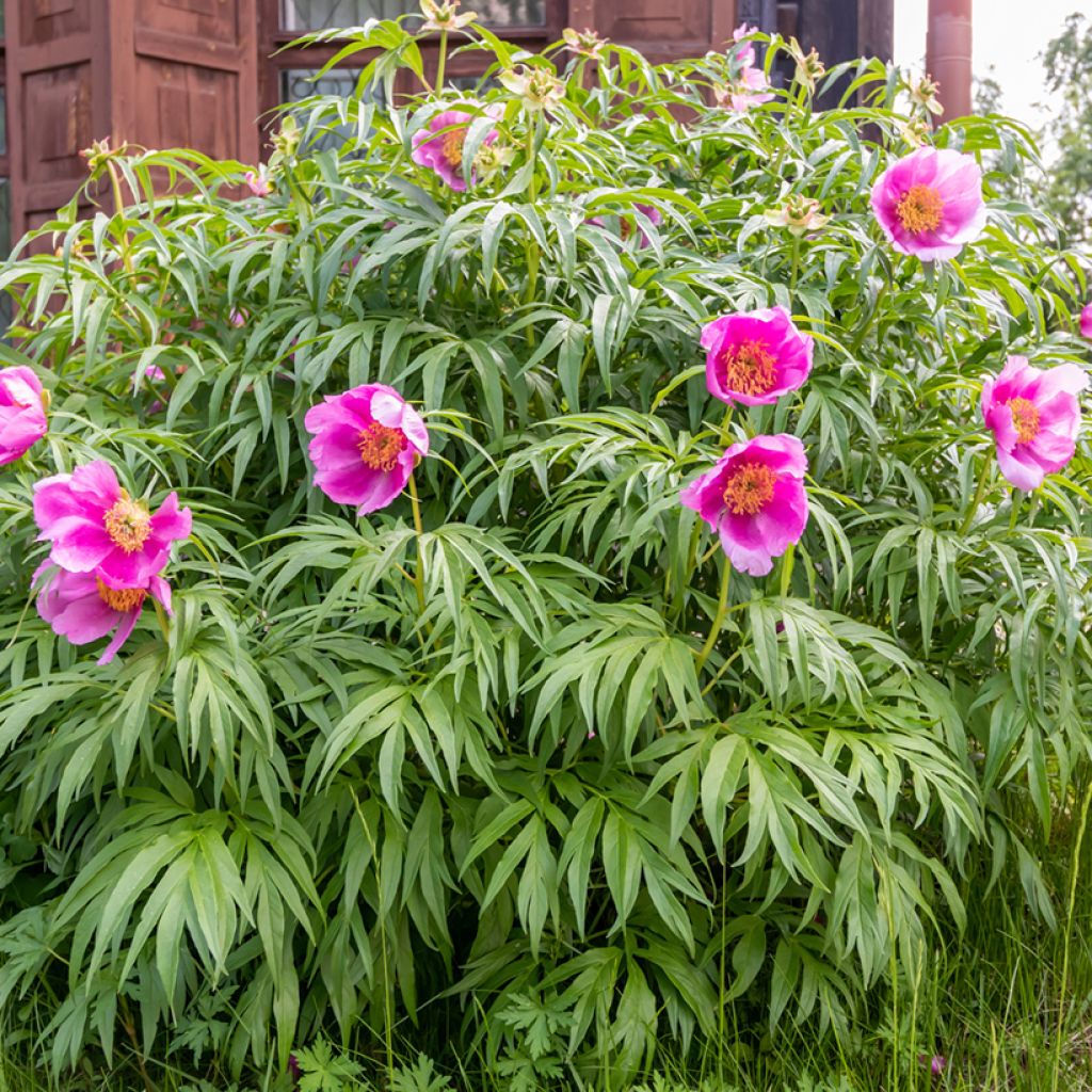 Paeonia anomala 