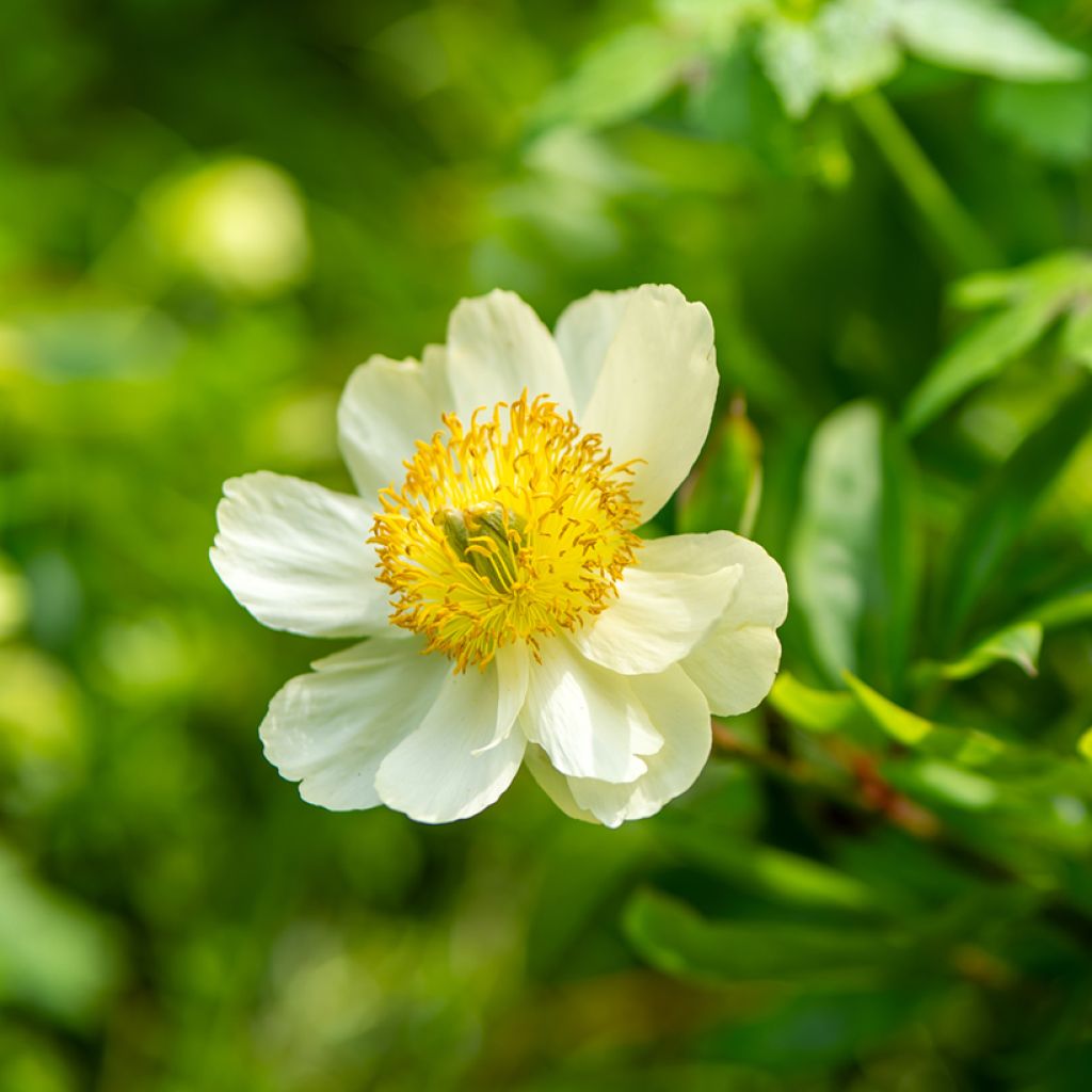 Paeonia emodi 