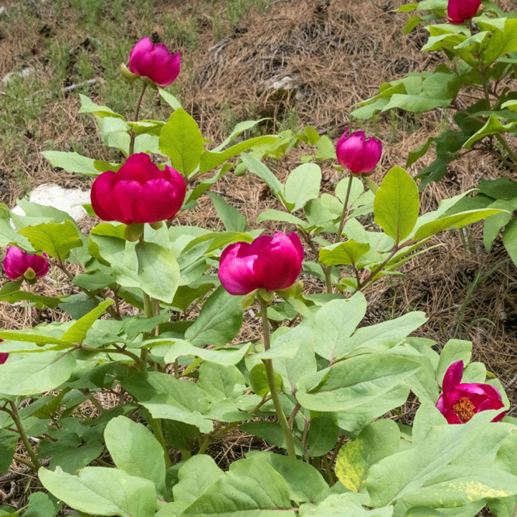 Paeonia mascula 