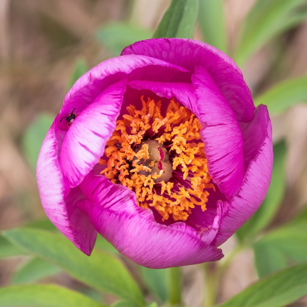 Paeonia mascula 