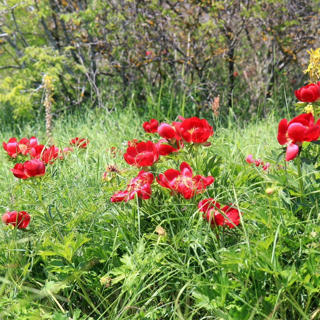 Paeonia peregrina 