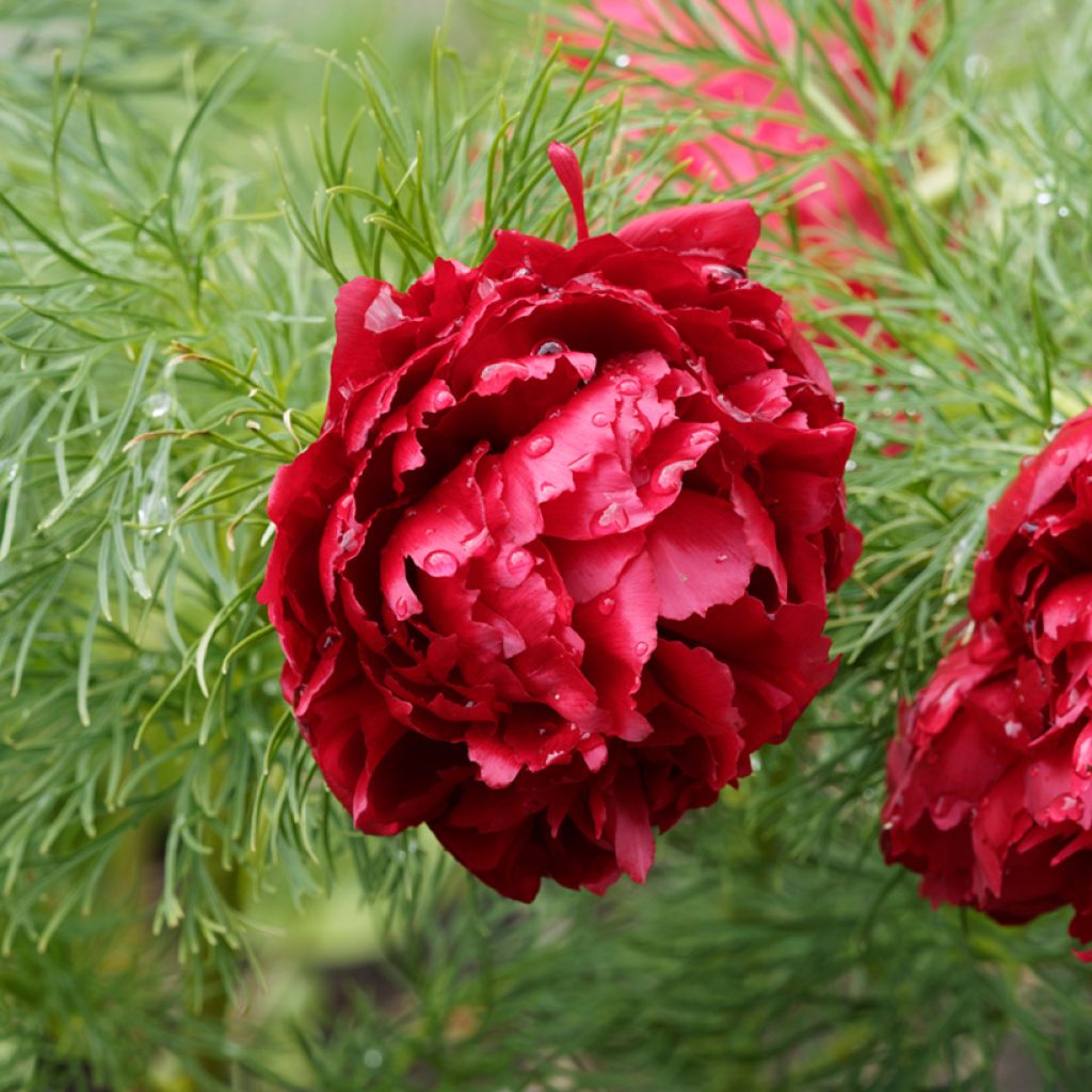 Paeonia tenuifolia Plena