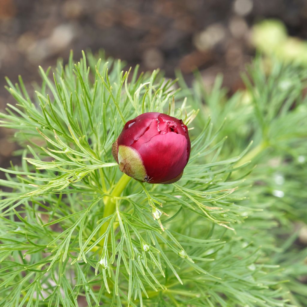 Paeonia tenuifolia Plena