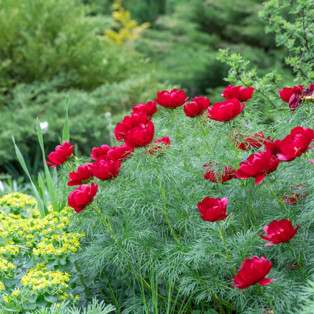 Paeonia tenuifolia 