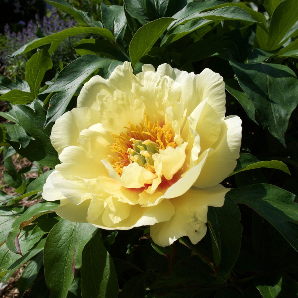 Paeonia itoh Yellow Crown