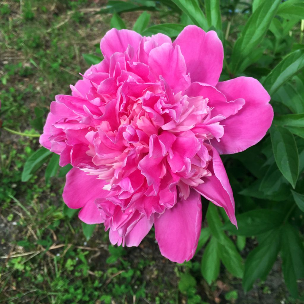 Paeonia lactiflora Amabilis