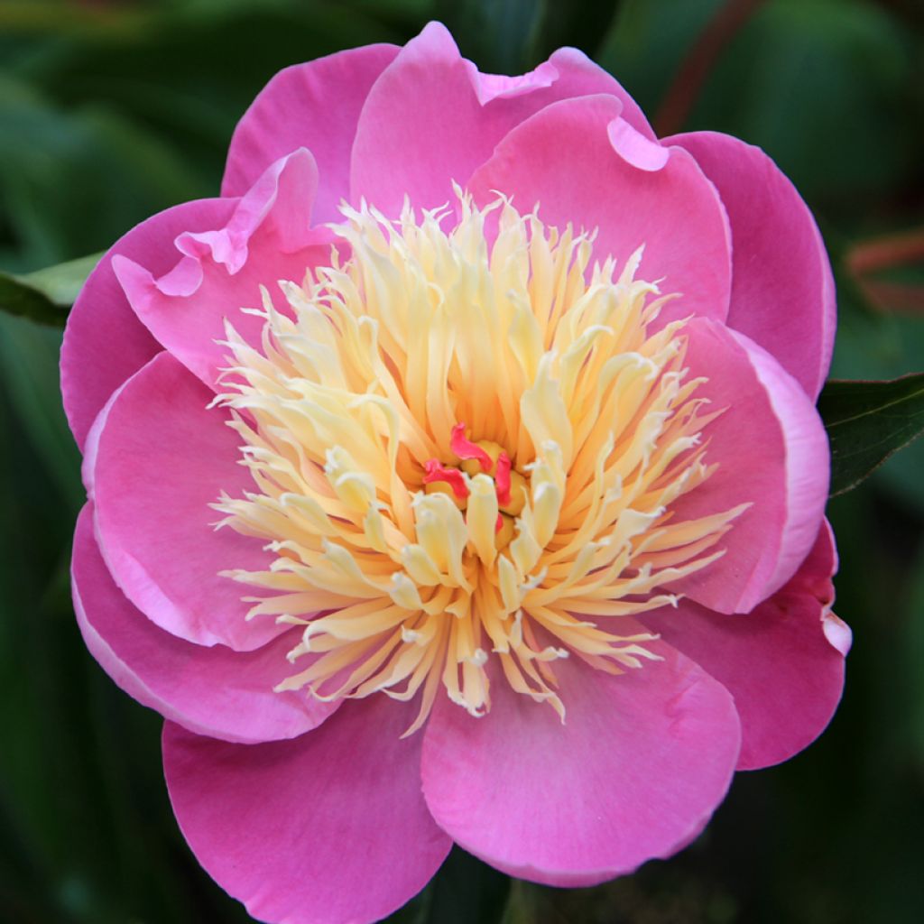 Paeonia lactiflora Bowl of Beauty