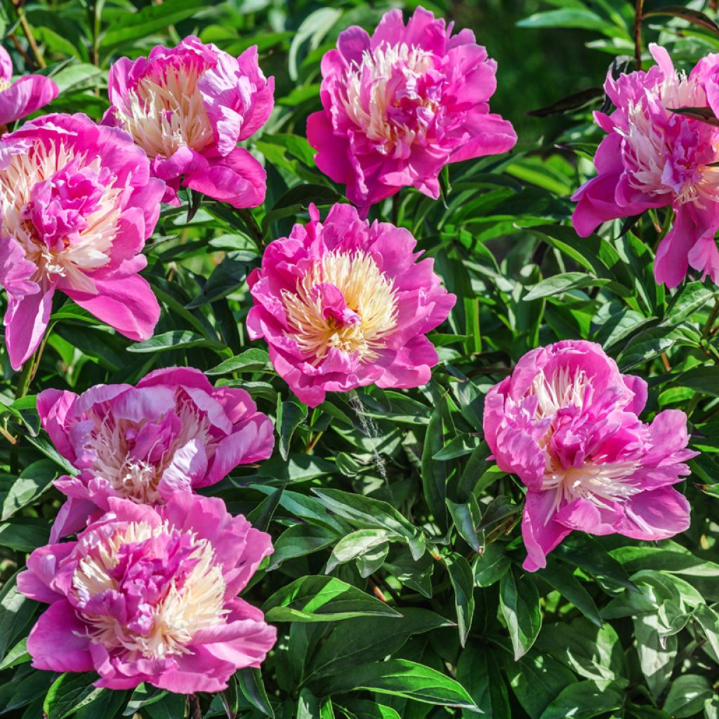 Paeonia lactiflora Bowl of Beauty