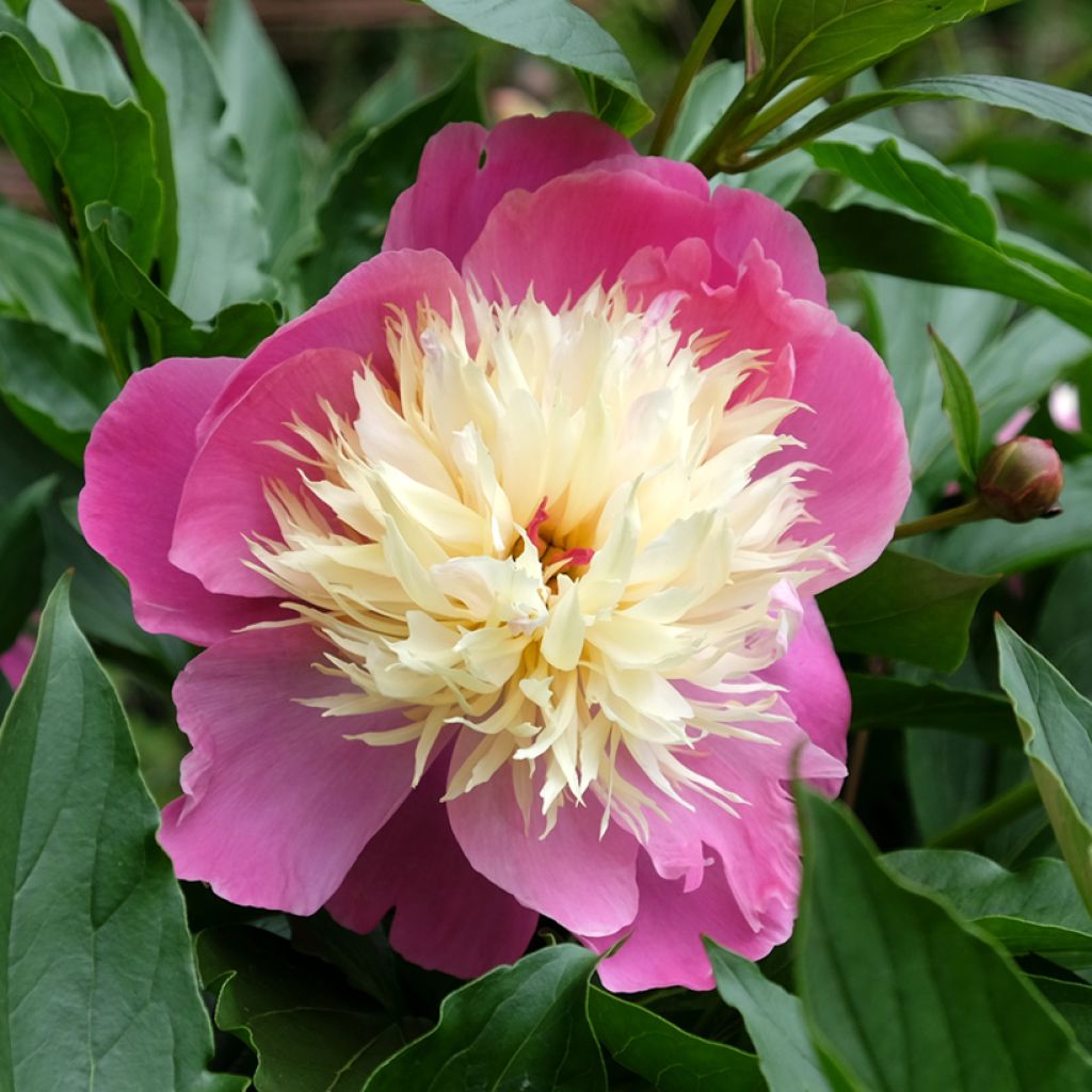 Paeonia lactiflora Bowl of Beauty