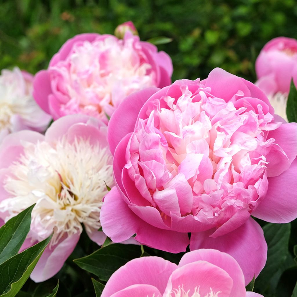 Paeonia lactiflora Bowl of Beauty