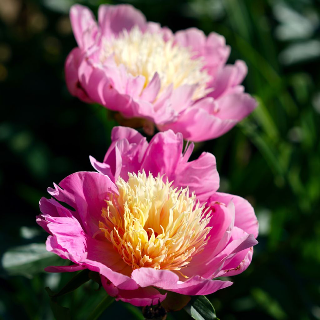 Paeonia lactiflora Bowl of Beauty