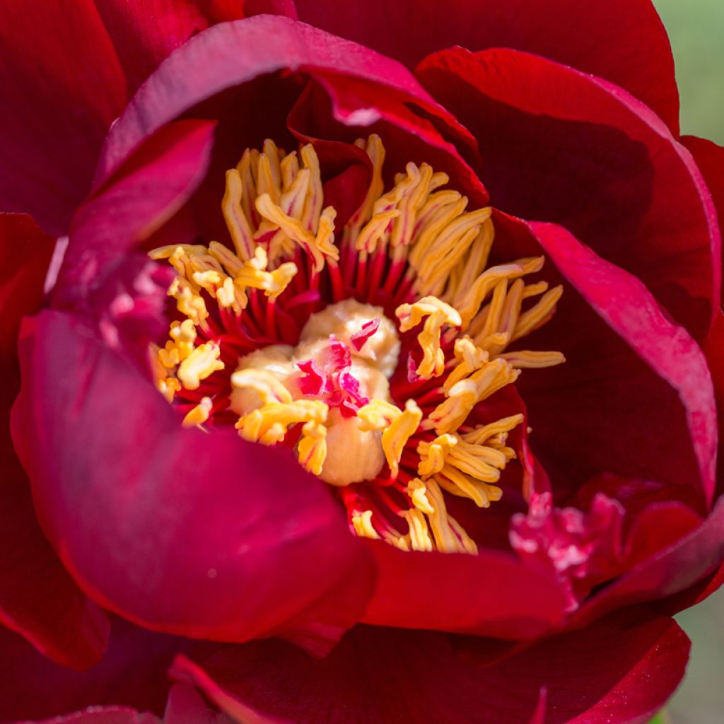 Paeonia lactiflora Buckeye Belle